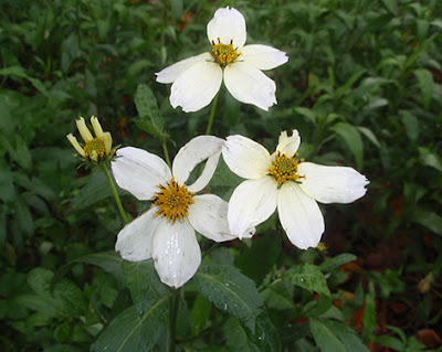 Amor seco (Bidens pilosa)