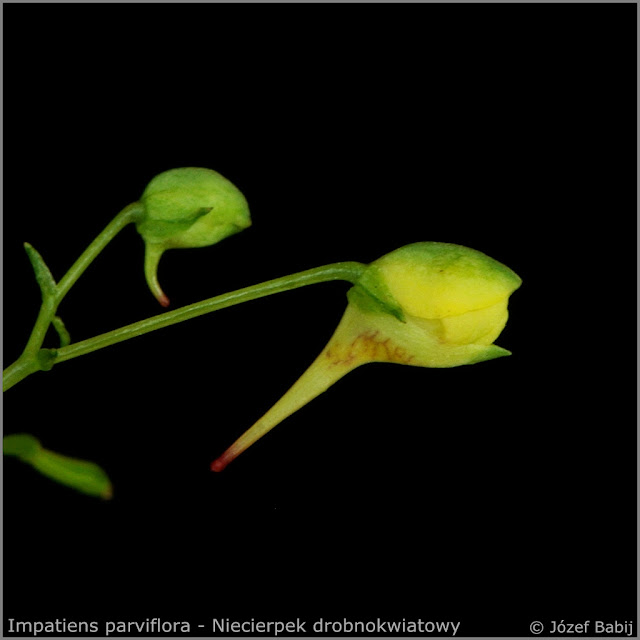Impatiens parviflora flower bud - Niecierpek drobnokwiatowy pąk kwiatowy