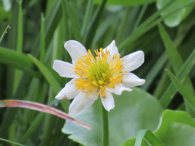 northern california wildflowers