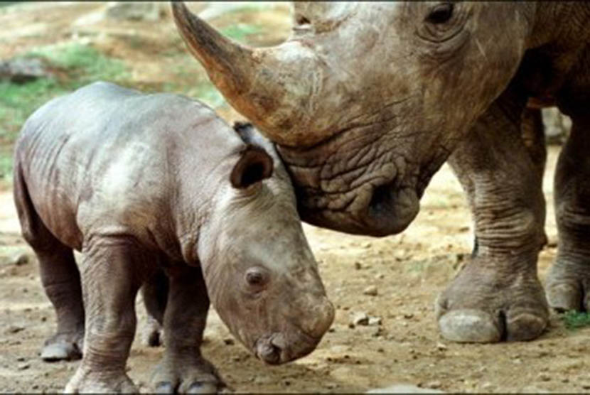 50+ Contoh Hewan yang Tergolong Dalam Kelompok Herbivora