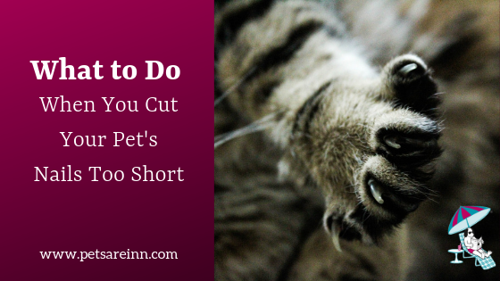 cut pet nails too short