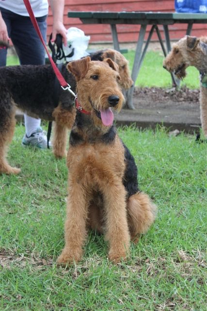 The Rubydale Times Airedale Grooming Day