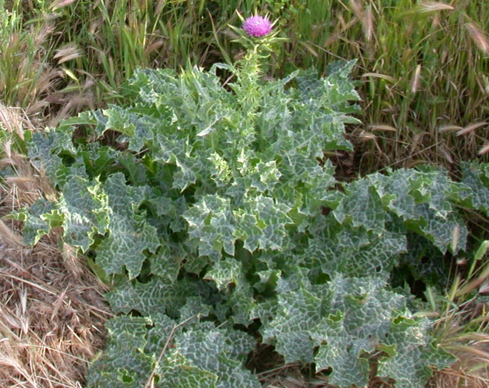 Herbs Guide Milk thistle