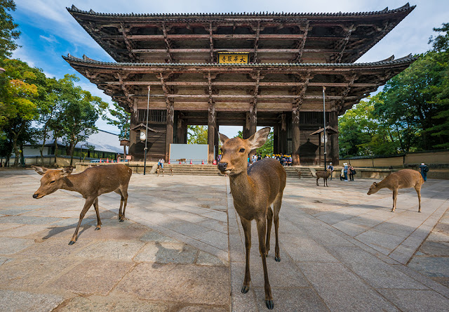 Discover the neighborhoods of Nara, Japan
