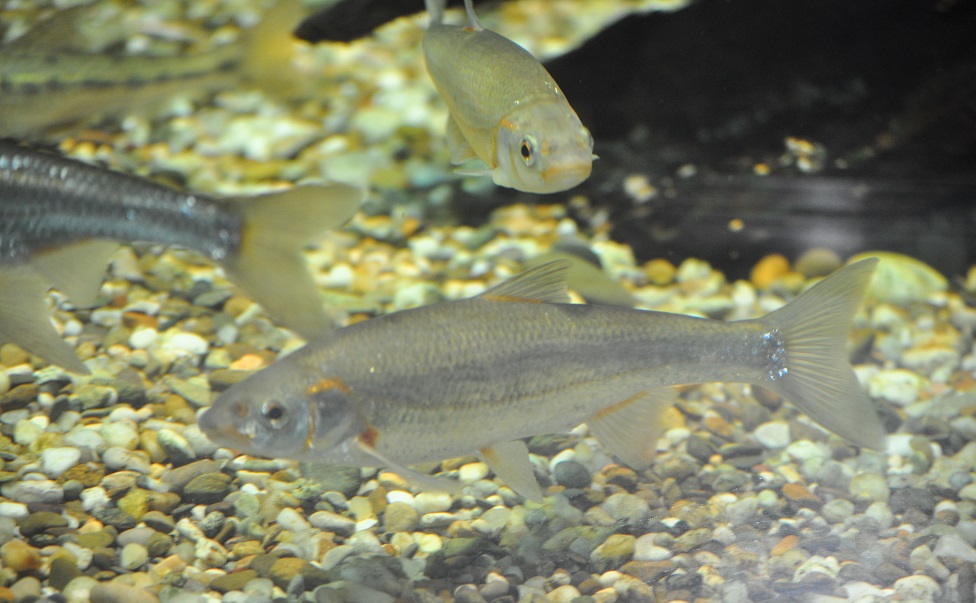 ZOOTOGRAFIANDO (6.100 ANIMALS) SOUFFIA / SOUFFIA (Telestes souffia)