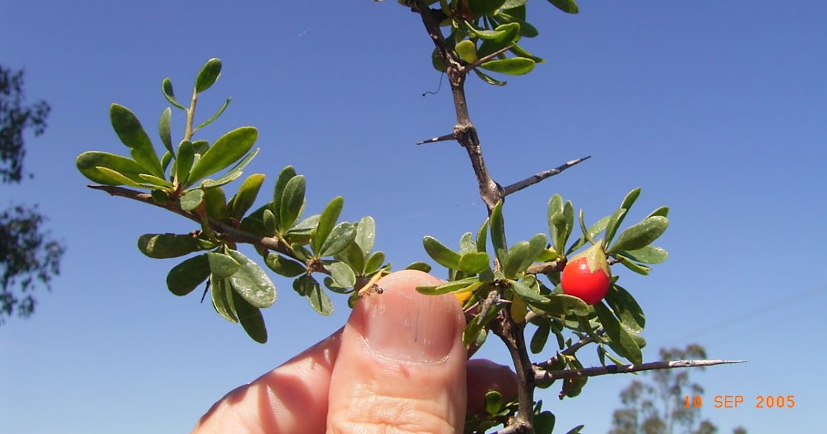 jombang city guide: Melihat Pohon Gharqad dari Dekat