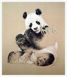 Gambar Panda Keren