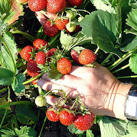 Strawberries (Photo: Wikimedia.org)