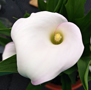 Ethopian lily