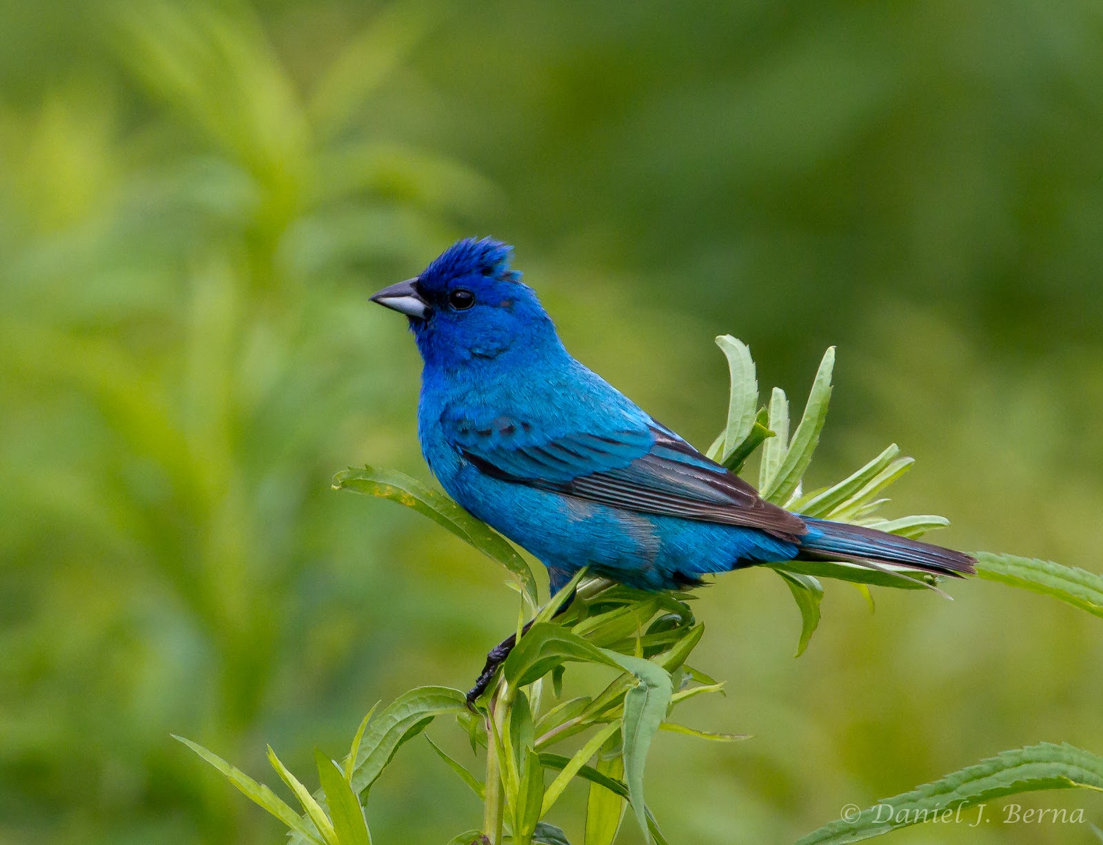 Daniel Berna Photography Indigo Bunting