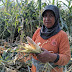 Belum Ada Bantuan Dari Pemerintah Petani Gagal Panen Akibat Serangan Ratusan Monyet