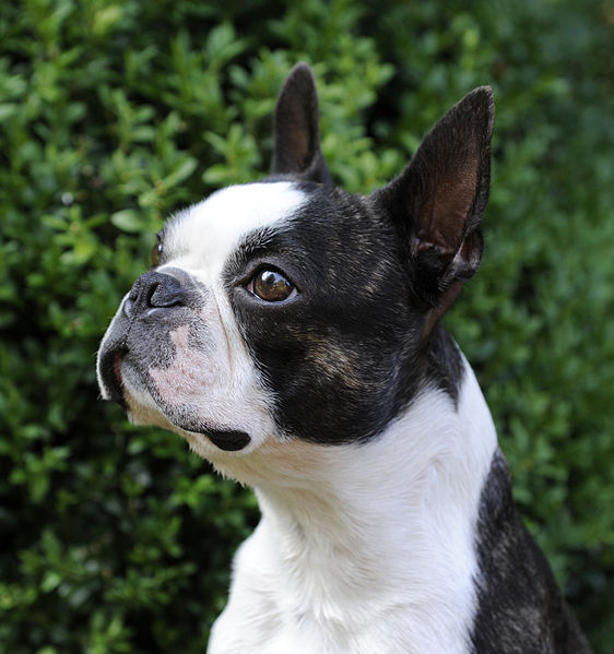 Musings of a Biologist and Dog Lover: Mismark Case Study: Boston Terrier