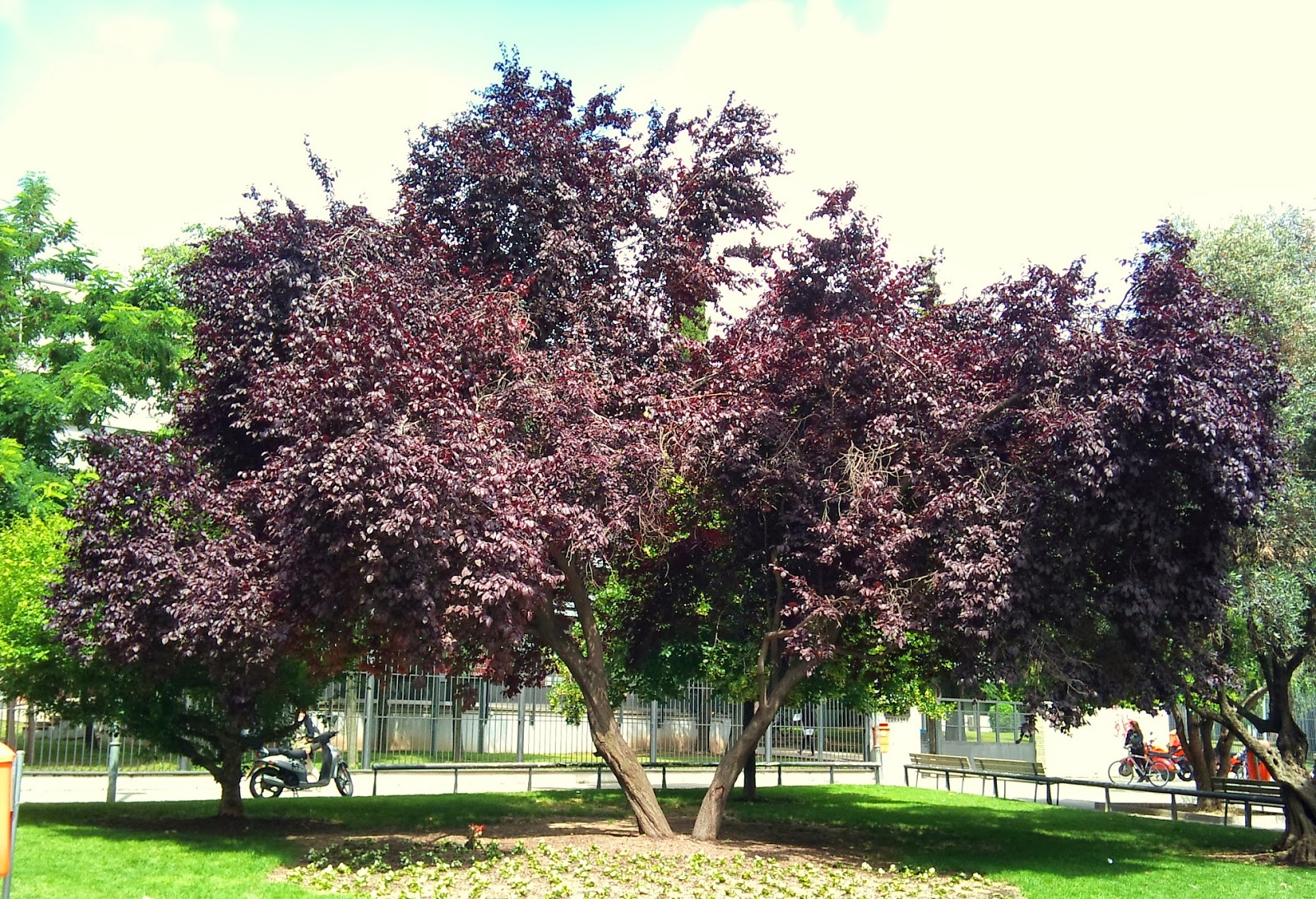 Árboles con alma: Ciruelo rojo. Pissardi. (Prunus cerasifera)