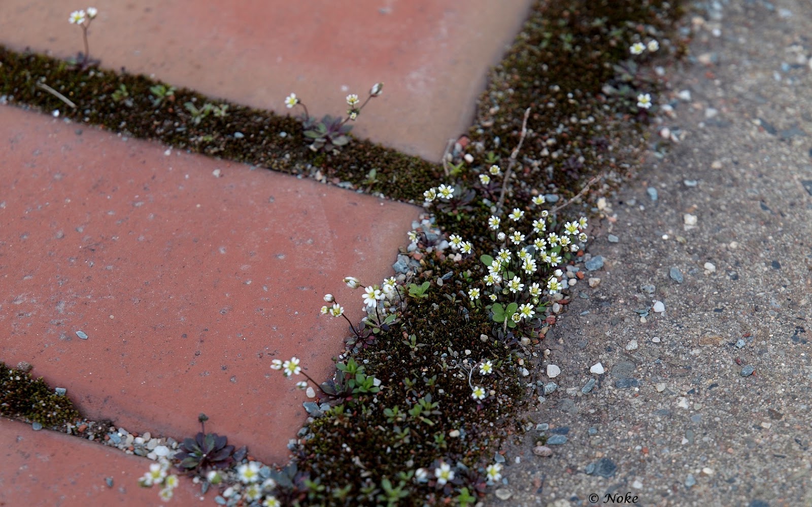 Fotos von Noke:kleine weiße Blümchen