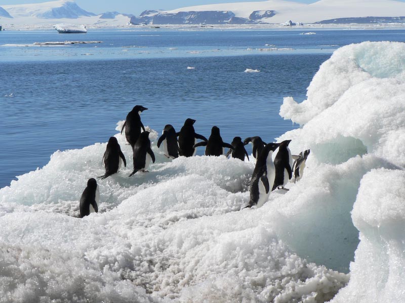 Bagaimana jika di Pulau Jawa ada Salju? Warkop Aremania