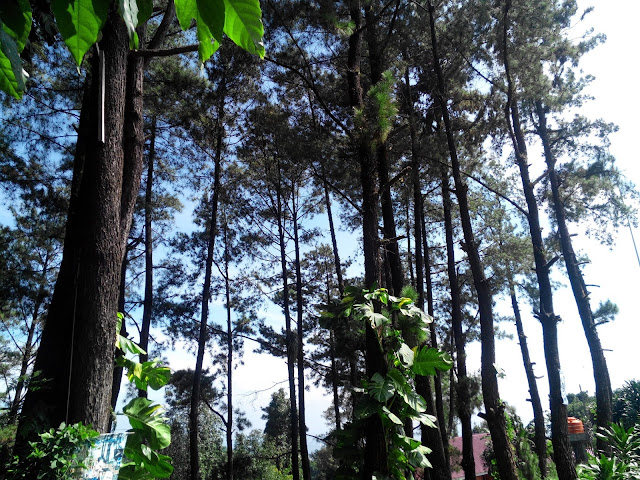 Hutan Pinus Villa Bukit Hambalang