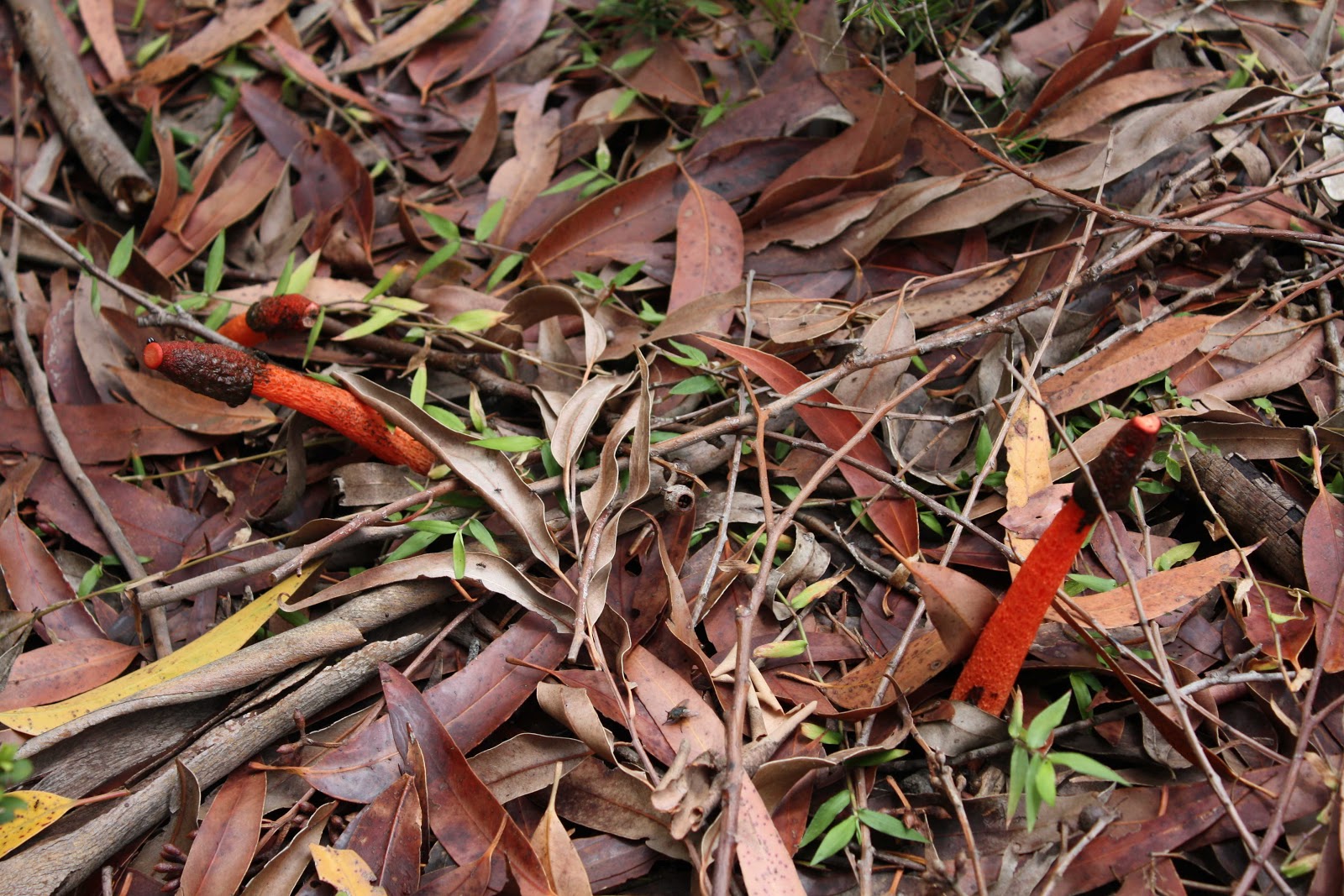 Try growing: plants to attract butterflies | Growing Illawarra Natives