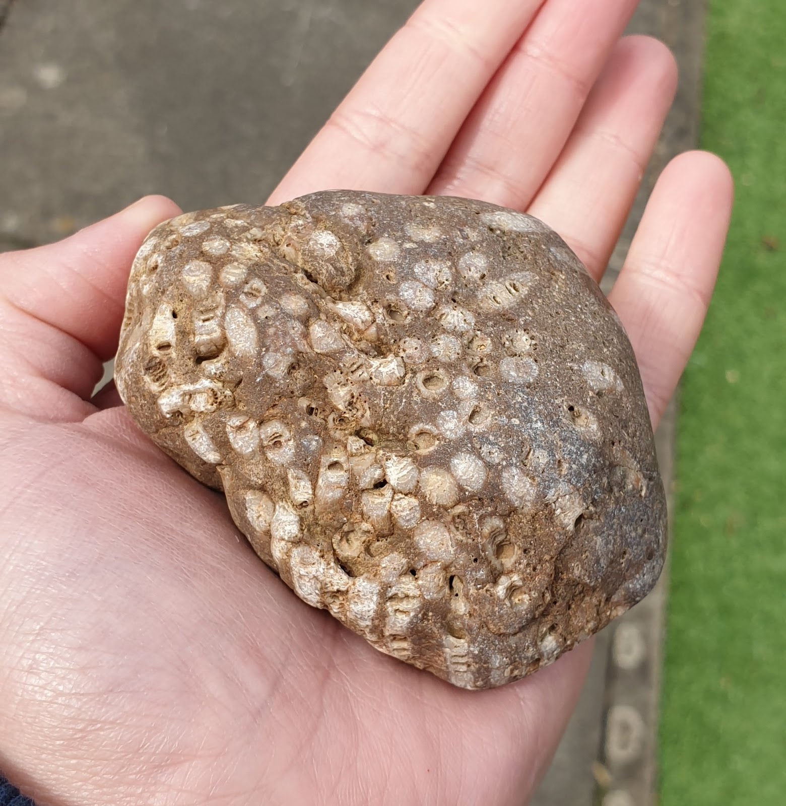 Κοράλλια Tabulata