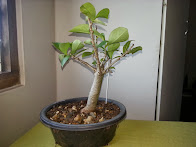 Baobab Bonsai 2005