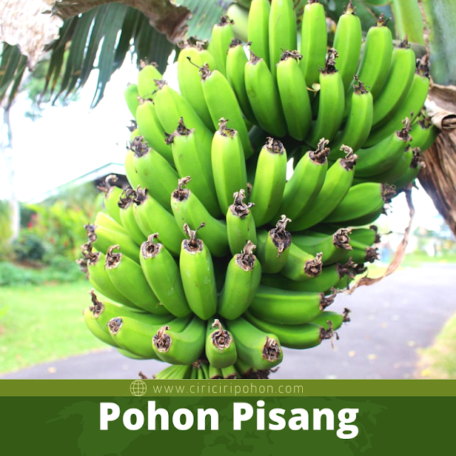 Pohon Pisang