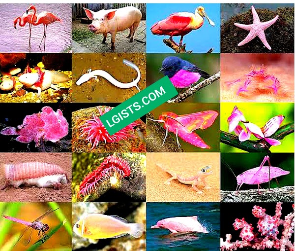 14 Fun Facts about Bright Pink Animals