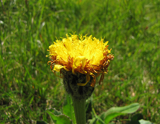 Prosienicznik jednogłówkowy (Hypochaeris uniflora Vill.).