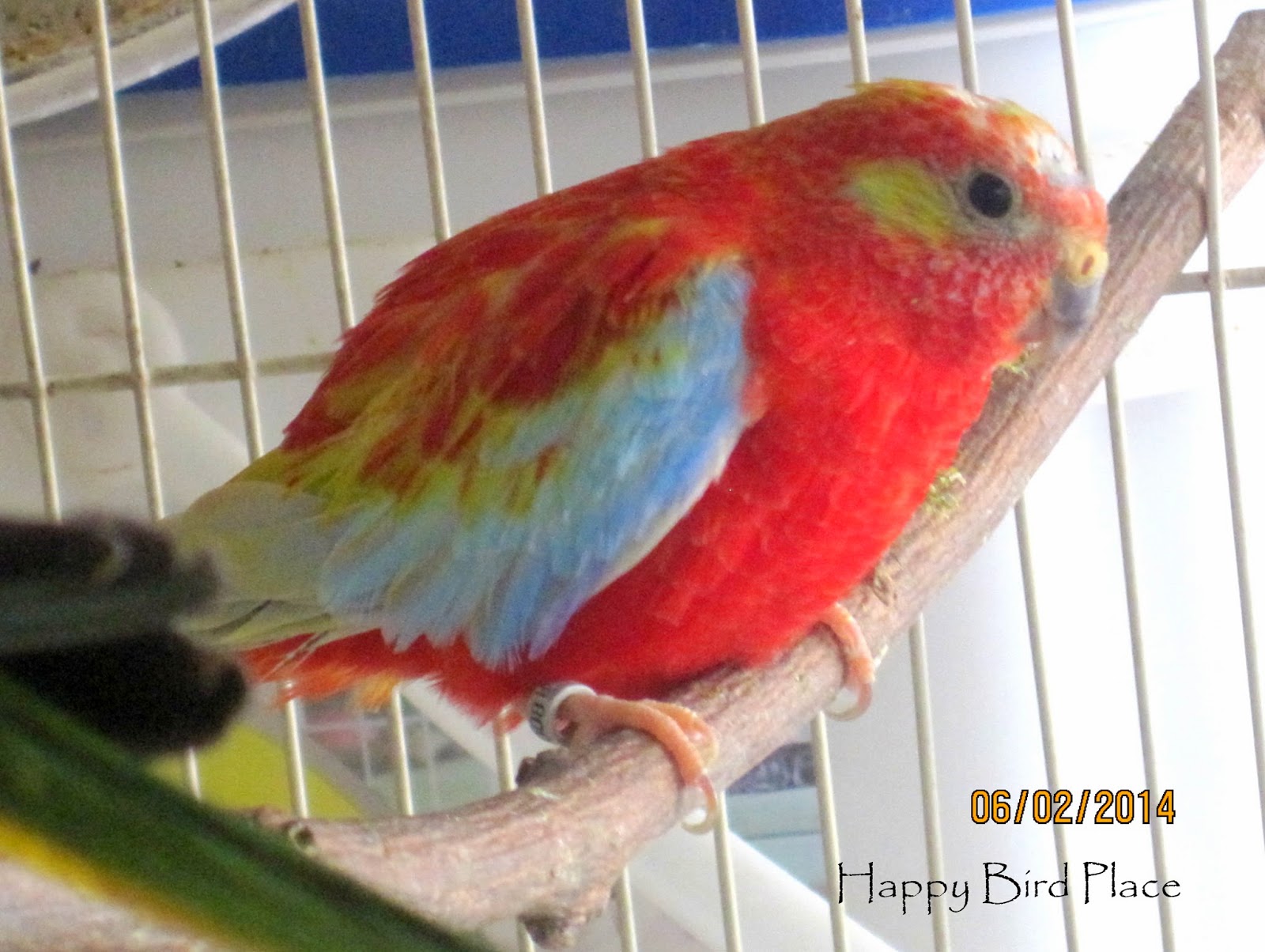 Happy Bird Place Finch and Grasskeet Blog More young grasskeets...