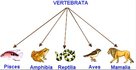 Klasifikasi Hewan  Vertebrata dan Invertebrata 