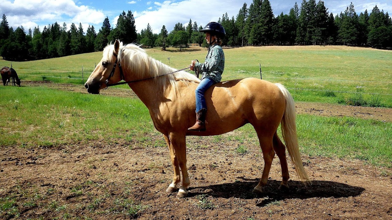 Facts About Horseback Riding Horse Choices