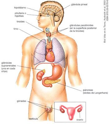 Resultado de imagen para glandulas endocrinas hipofisis  pancreas