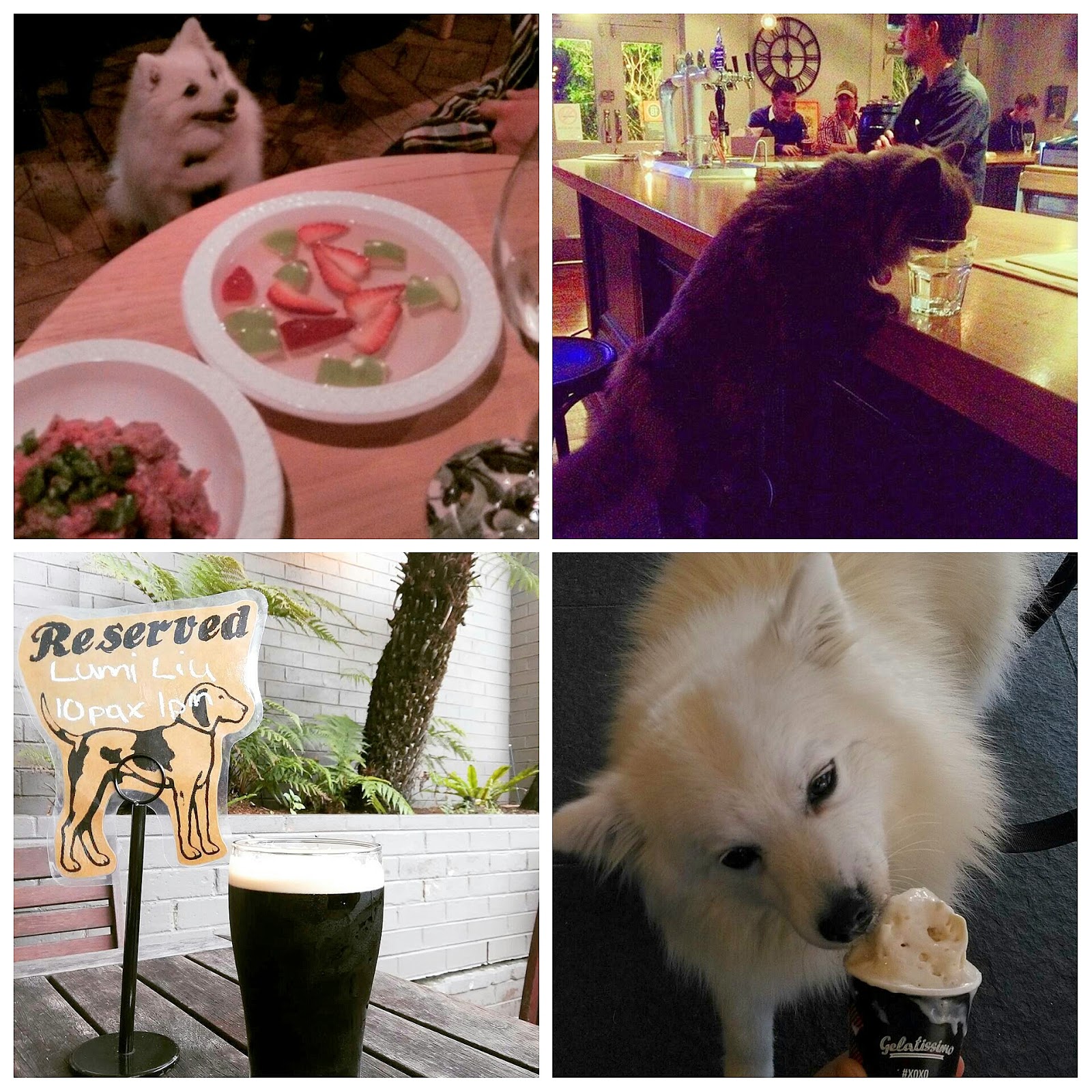 Eliza Does Oz Dine with your dog Sydneyn parhaat koiraystävälliset