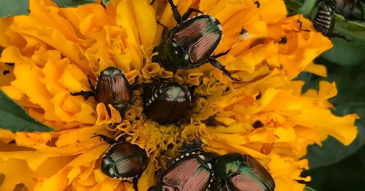 Garden with Betty Cahill Japanese Beetle Classes at Denver Botanic
