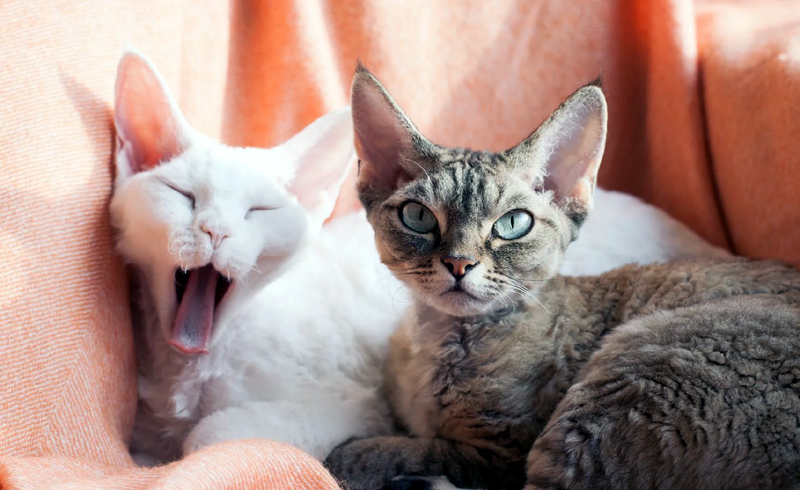 What to Know About Hyperthyroidism in Cats