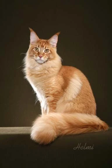 Maine Coon