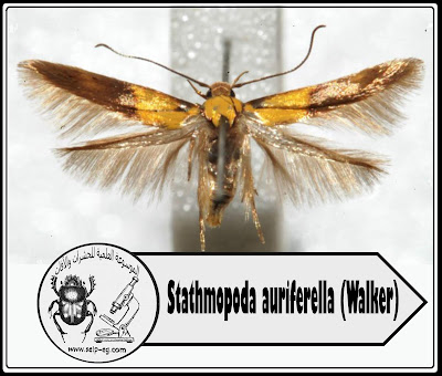 دودة الثمار Stathmopoda auriferella (Walker)