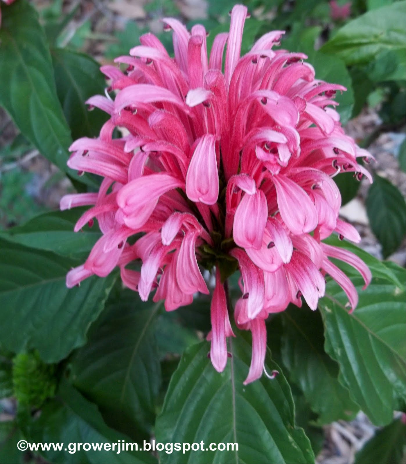 Garden Adventures Justicia carnea