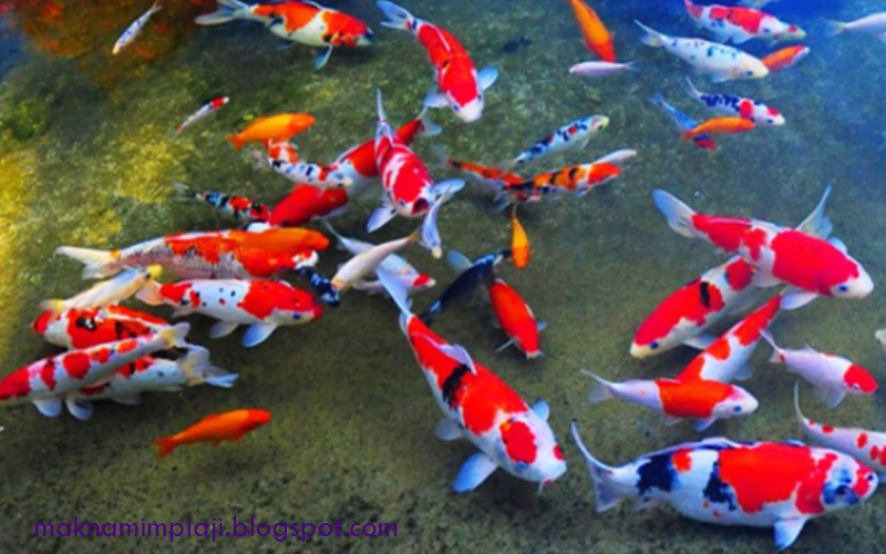 17 Gambar Mimpi Menangkap Ikan Mas Koi Ikan Koi Media 17 Gambar Mimpi Menangkap Ikan Mas Koi Ikan Koi Media