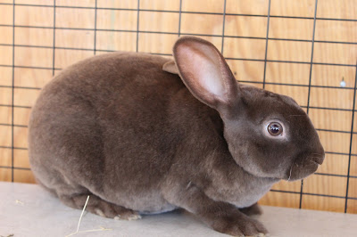 Rabbits