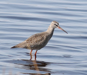 Fly Flatts Spotted Redshank