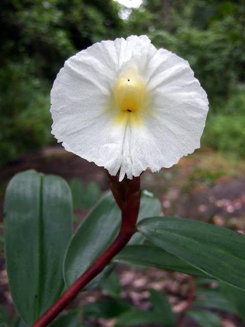 Cheilocostus speciosus