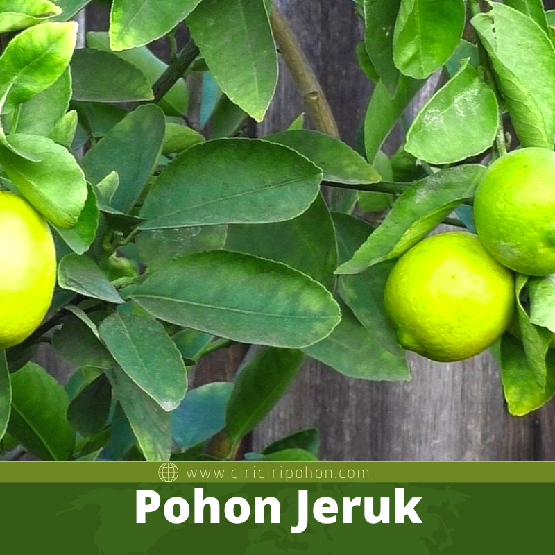 Pohon Jeruk