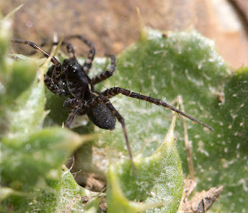Black spider with striped legs.  Nashenden Down Nature Reserve, 14 April 2012.