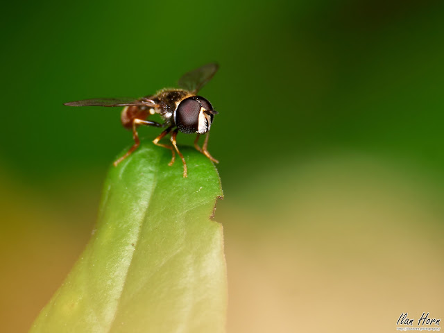 Housefly on Leaf