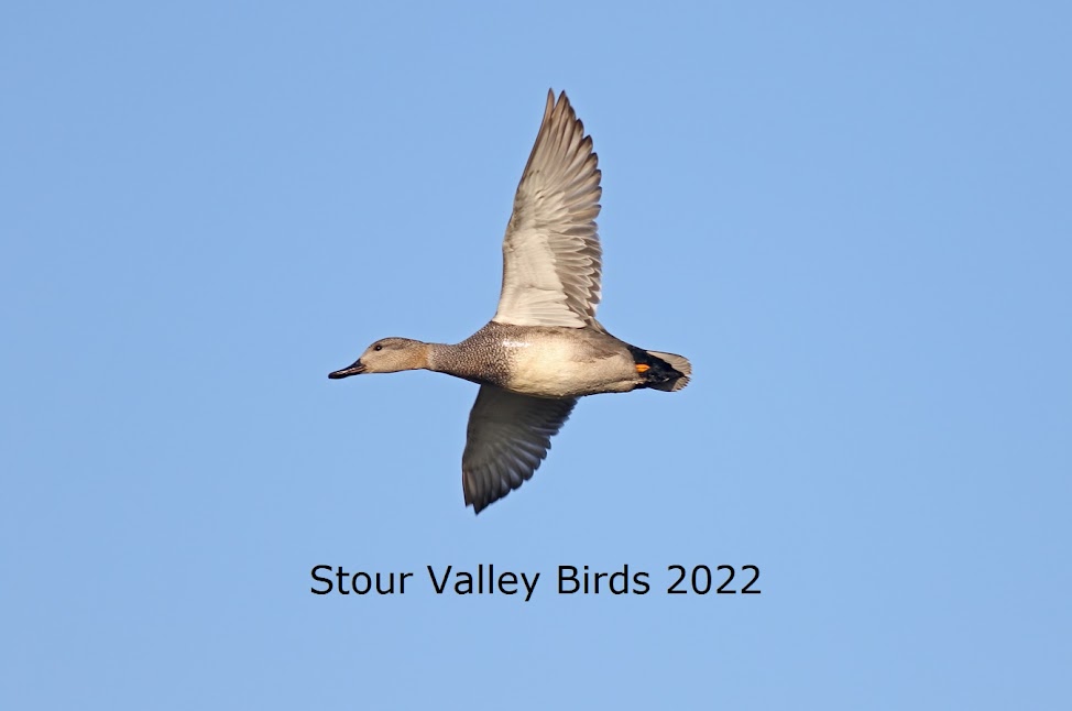 Stour Valley Sightings