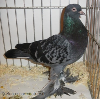 Culbutant  Lillois - tumbler pigeons - french pigeons