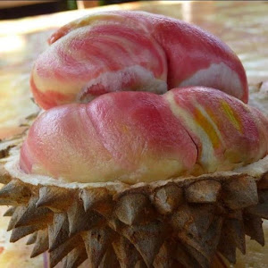 Bibit Durian Pelangi