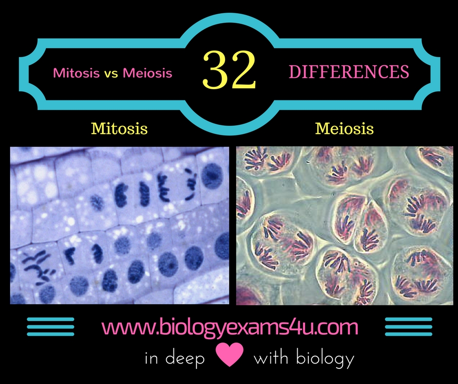 Difference between Mitosis and Meiosis (32 Differences)