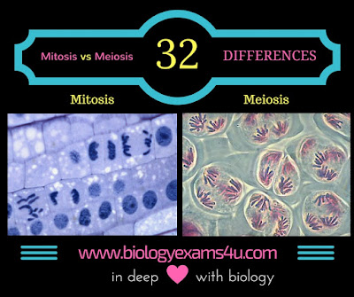 Difference between Mitosis and Meiosis (Mitosis vs Meiosis)