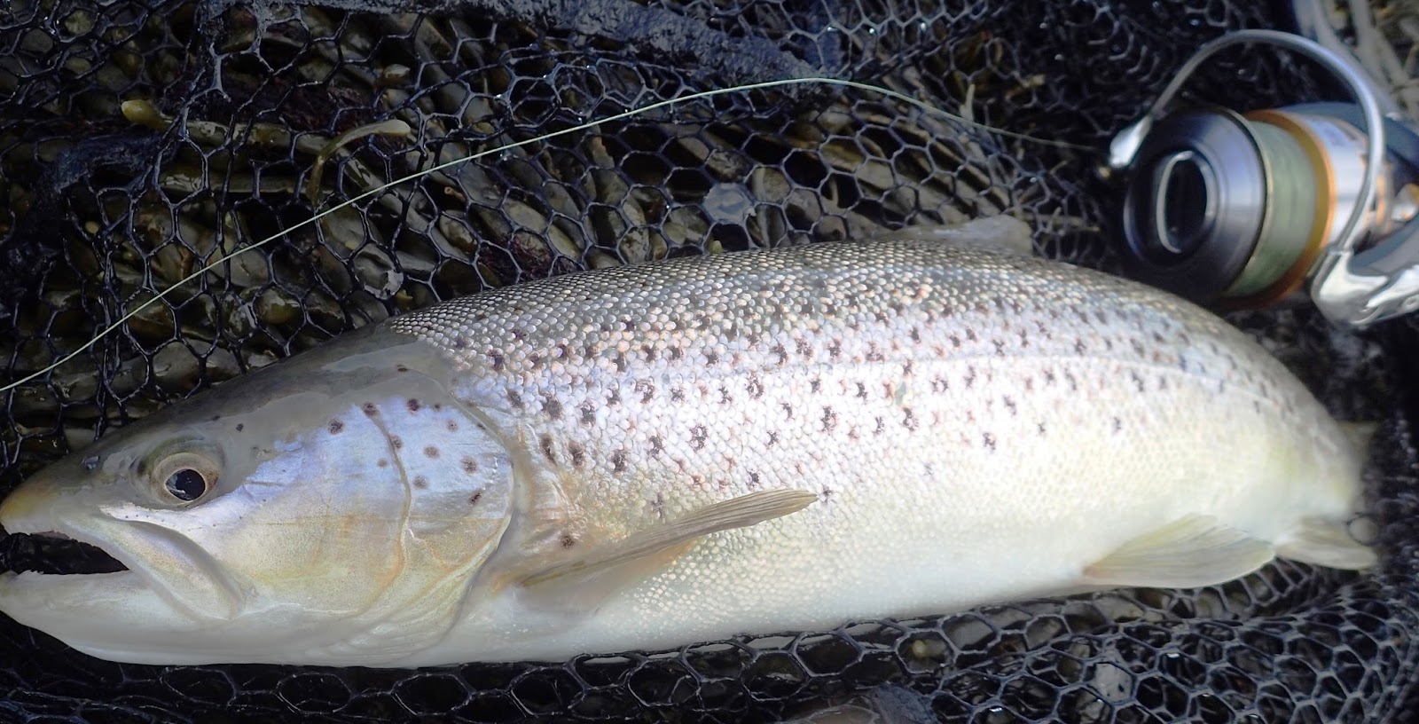 Tide Lines Martin's fishing blog Pink to make the Trout wink
