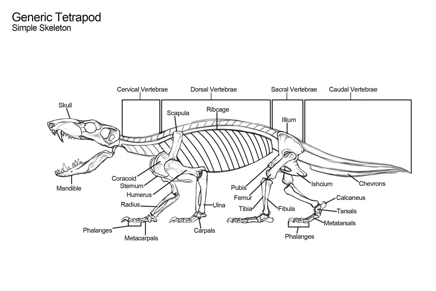 Класс пресмыкающиеся грудная клетка. Скелет ящерицы строение рептилий. Строение скелета ящерицы. Скелет пресмыкающихся коракоид. Внутреннее строение крокодила.